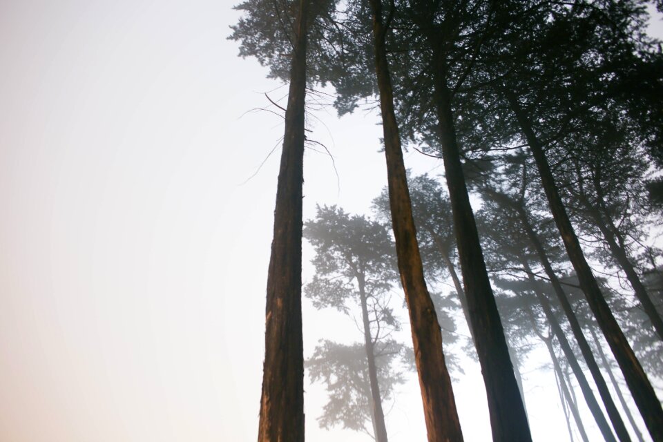 Trees fog travel