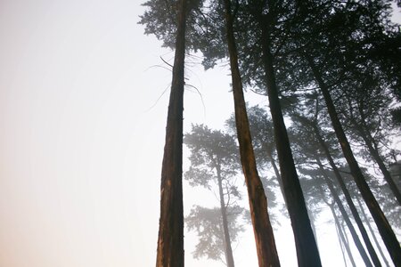Trees fog travel photo