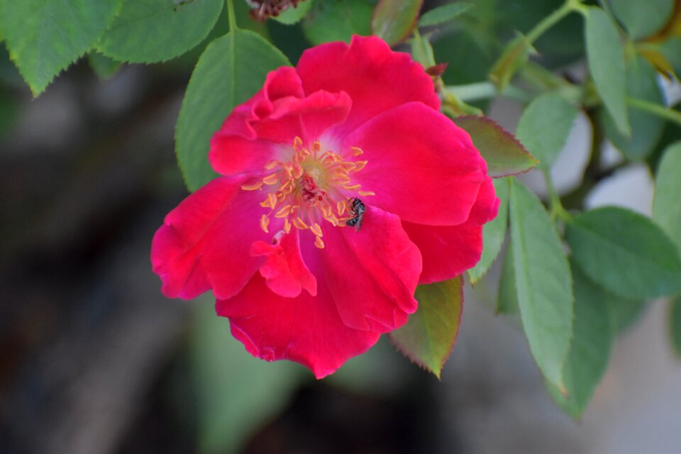 Bee on a flower pollination nectar