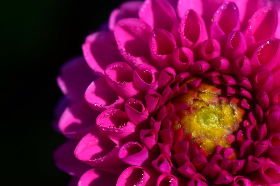 Flowers blossom bloom