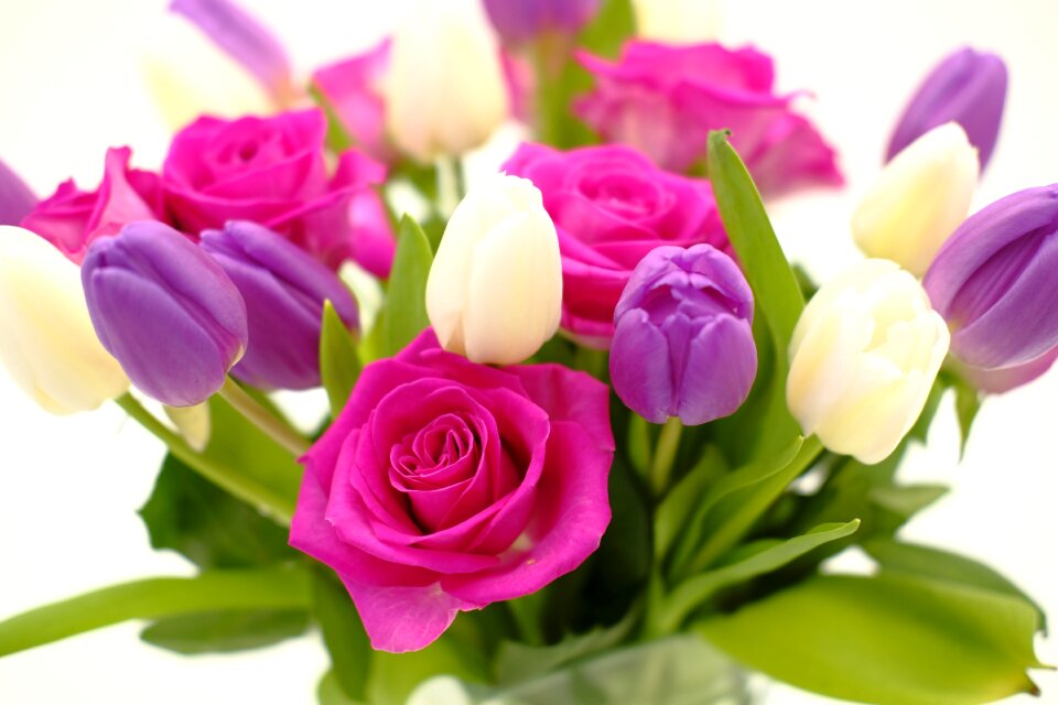 Roses tulips flowers