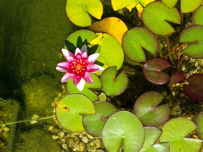 Pond water nature