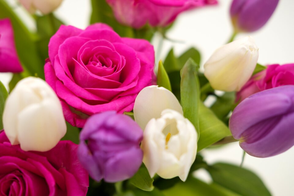Roses tulips flowers