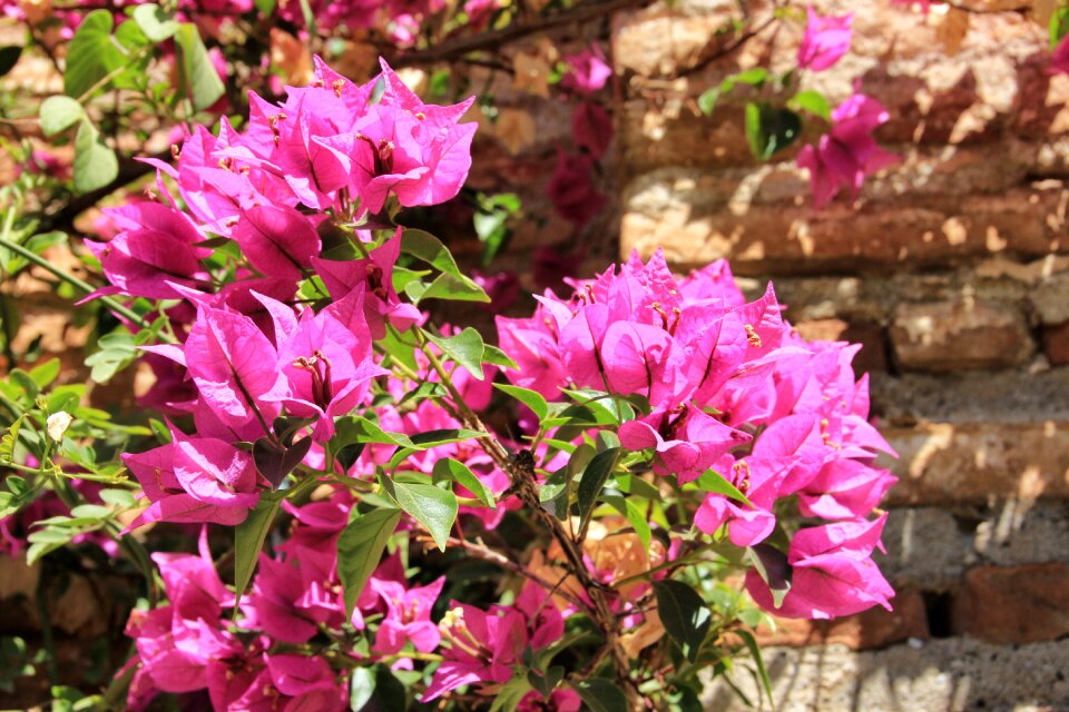 Garden leaf flowers