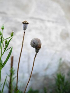 Snail plant macro