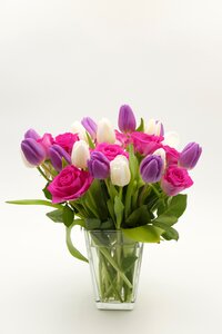 Roses tulips flowers photo