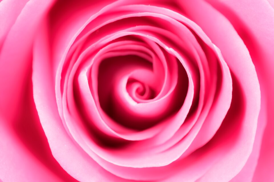 Bloom bloom gentle