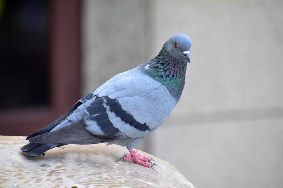 Columba livia domestica bird gray home photo