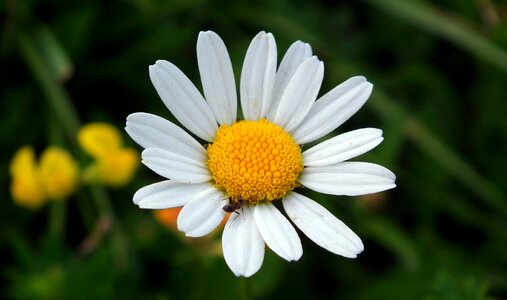Flower daisy summer