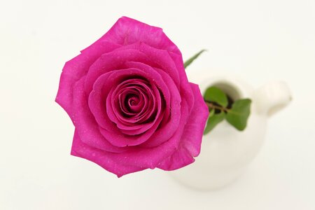 Bloom bloom romantic