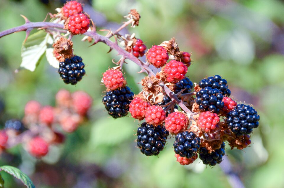 Leaf berry outdoors