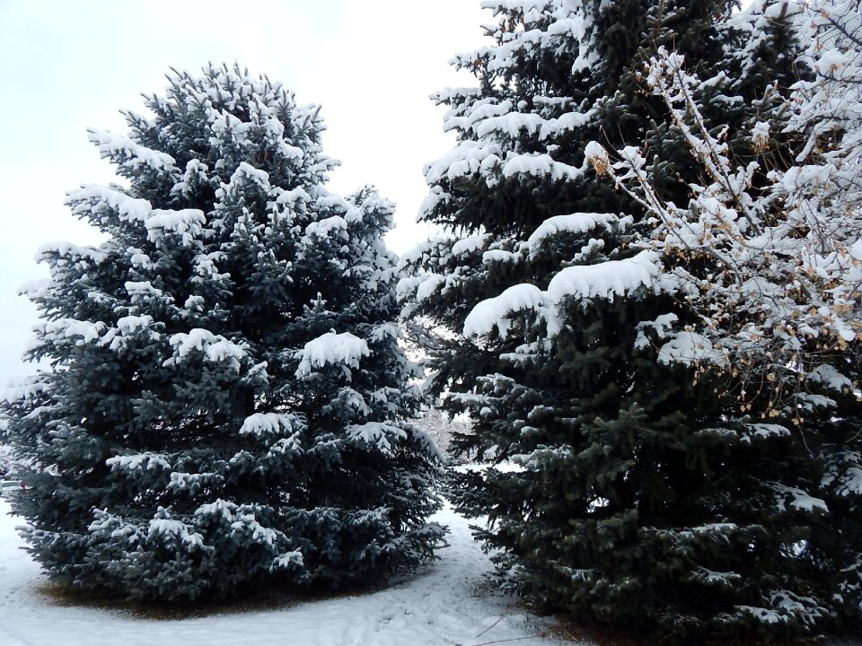 Winter snow christmas