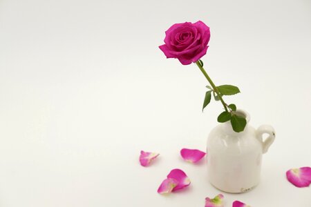 Bloom bloom vase