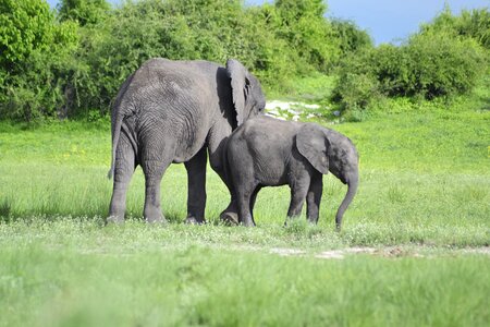 Wildlife elephant botswana