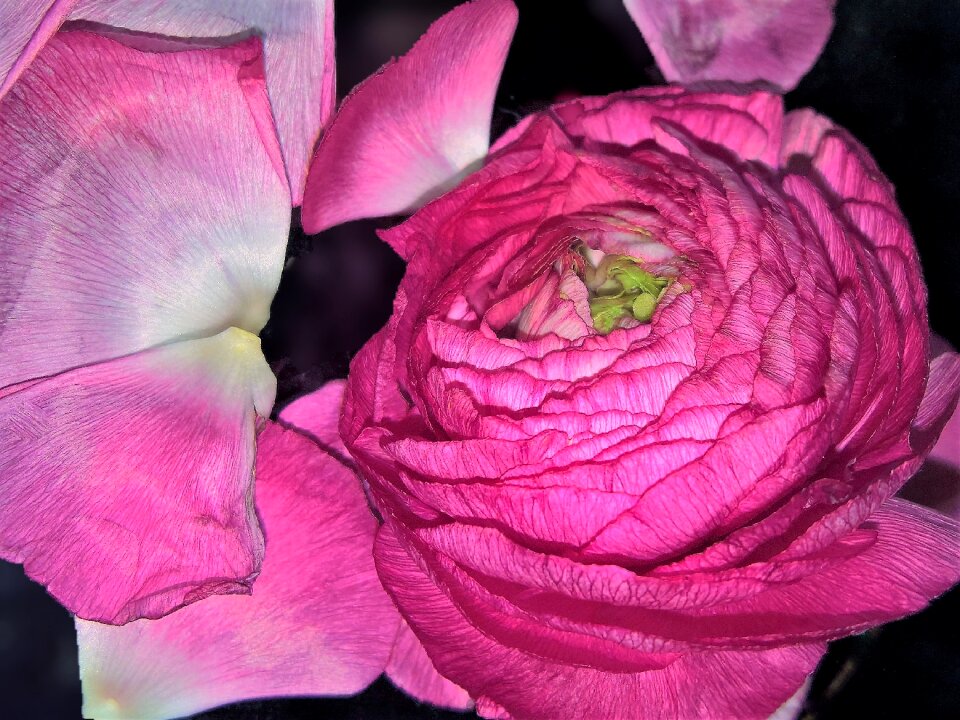Pink blossomed spring flower