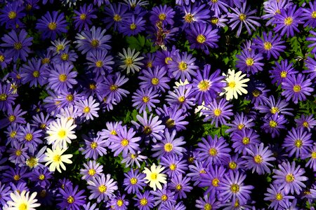 Floral garden purple photo