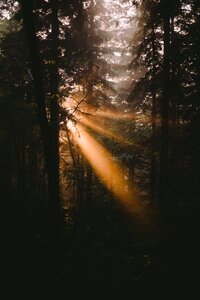 Forest sunshine sunrise photo