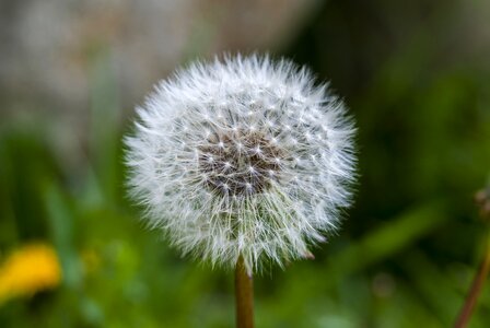 Nature flower seed