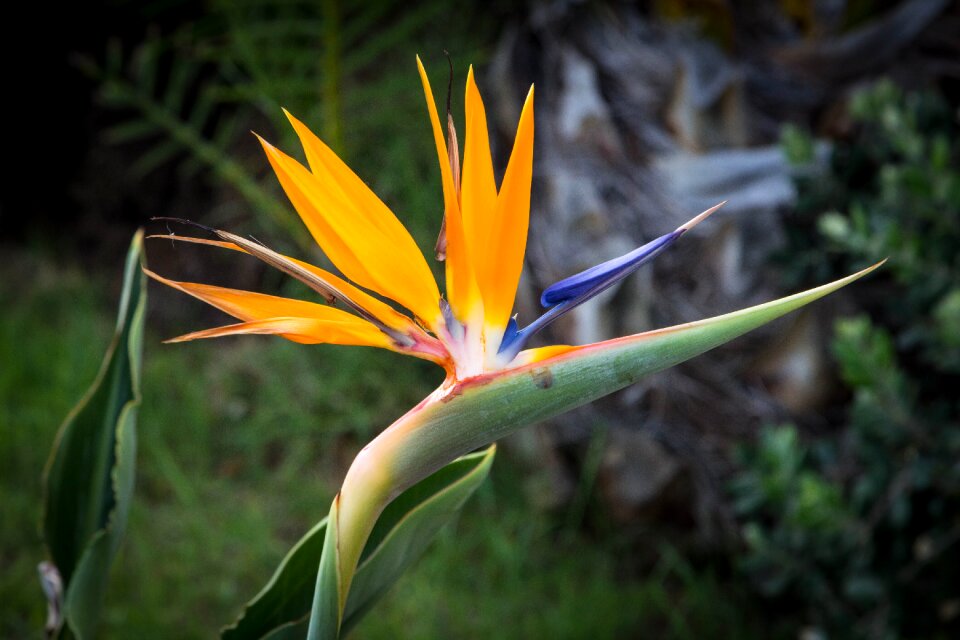 Tropical floral summer