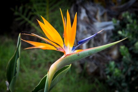 Tropical floral summer photo