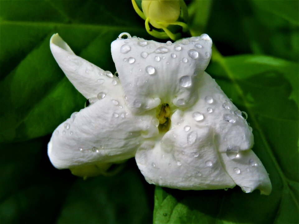 Rain drops green vine garden