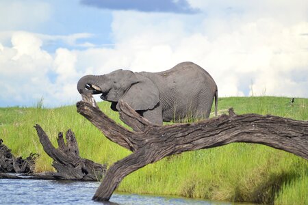 Wildlife elephant botswana