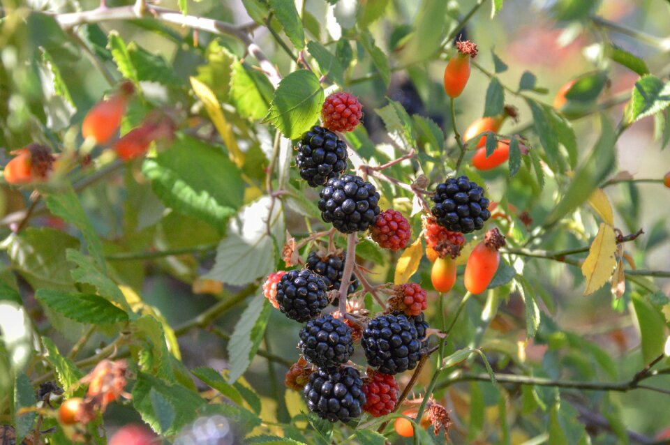 Food leaf branch