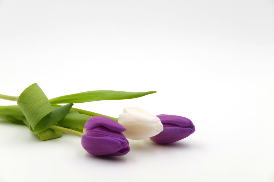 Flowers spring background