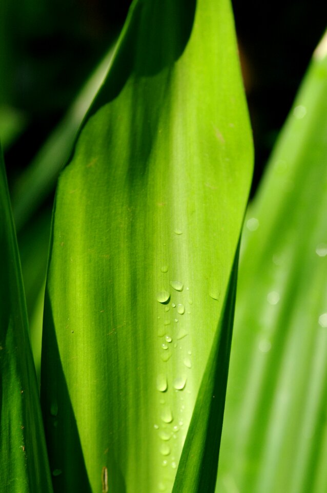 Nature pearl water