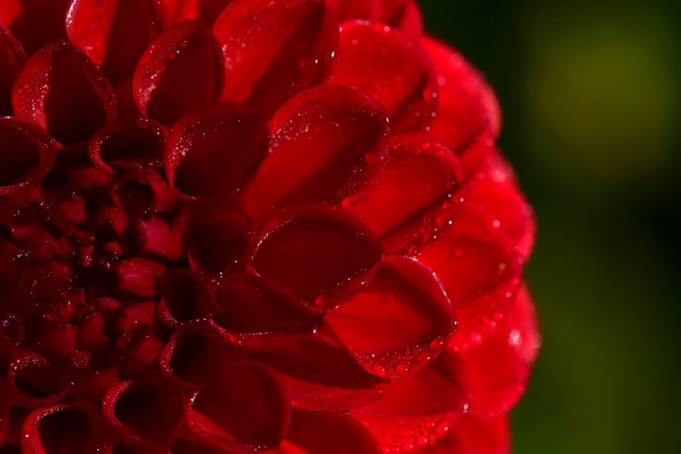 Flora flowers blossom