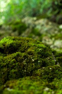 Nature organic outdoors