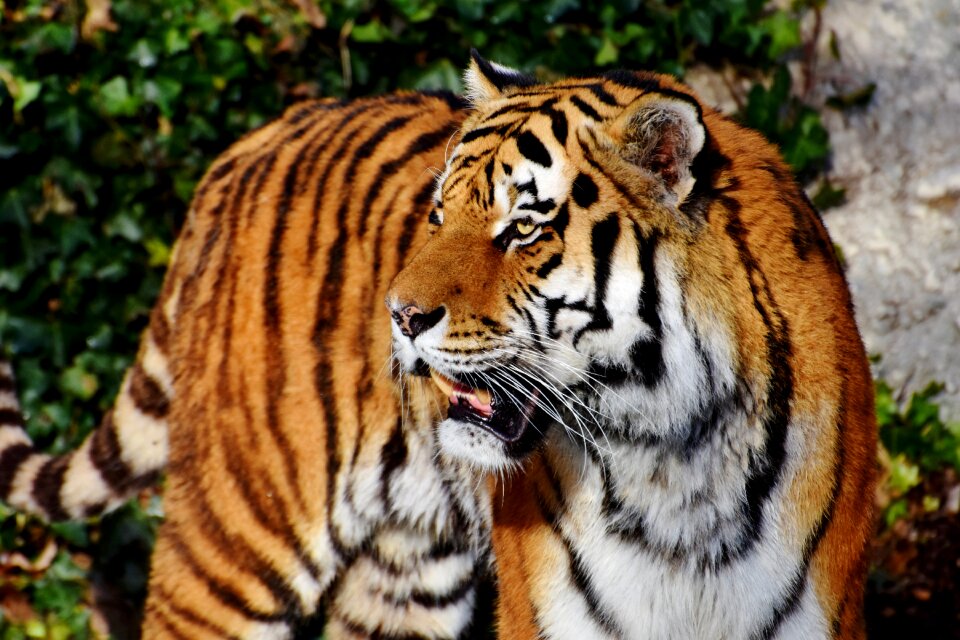 Predator wildcat dangerous