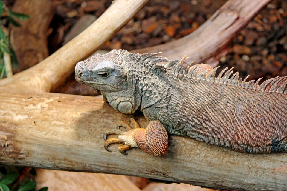 Close up tropical camouflage