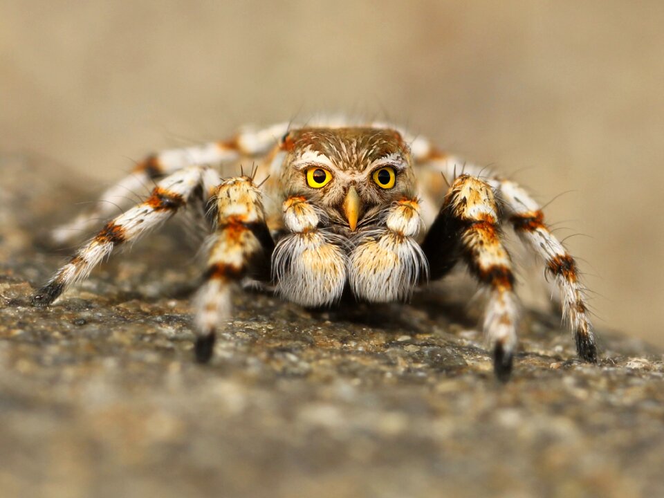 Tarantula close up macro