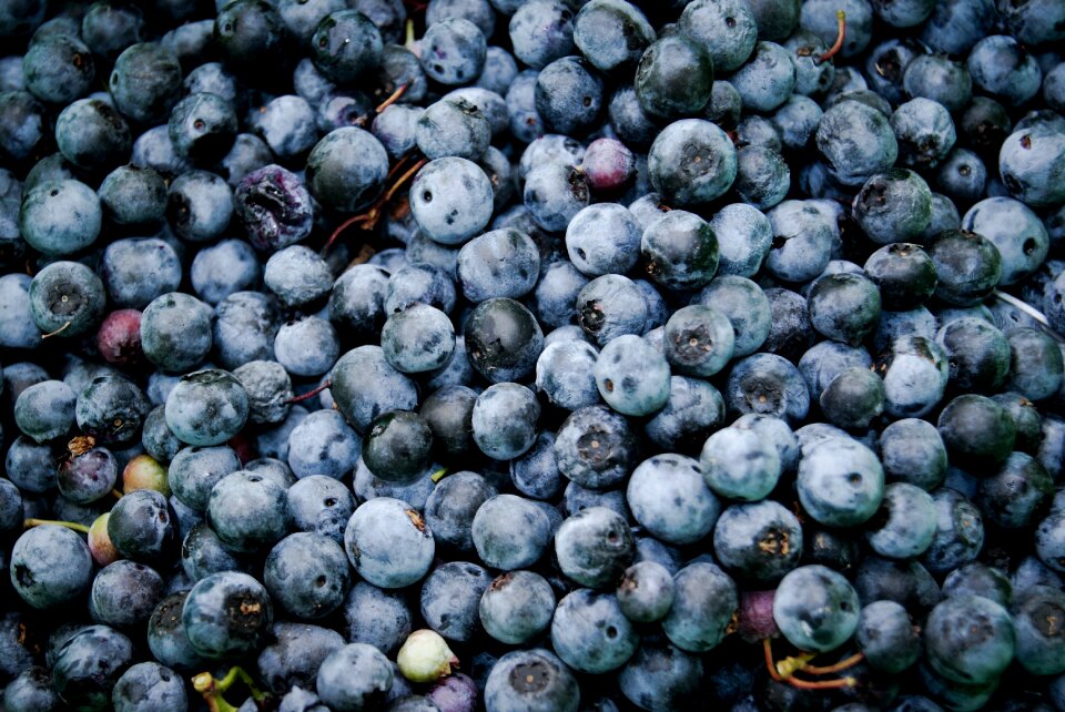 Food blue food blue fruits
