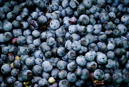 Food blue food blue fruits