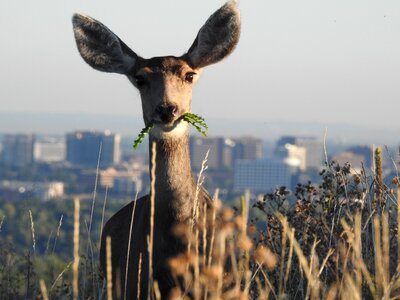 Denver wildlife hiking