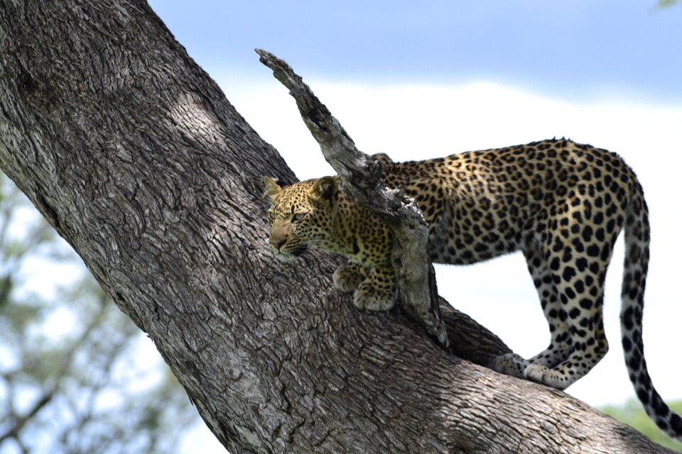 Wildlife leopard botswana