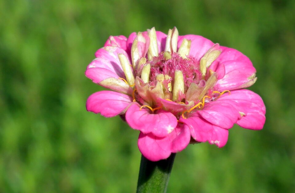 Plant summer garden photo