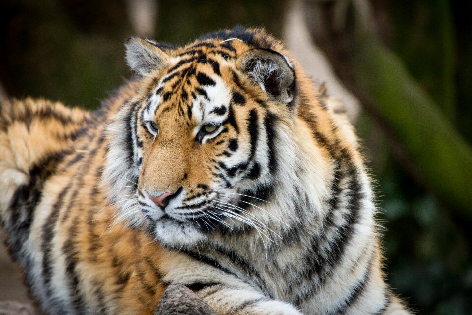 Animal portrait tiergarten big cat