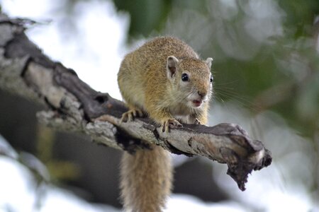 Wildlife tree squirrel botswana photo