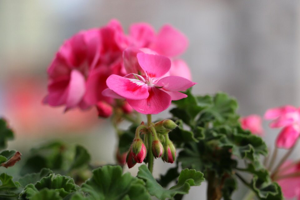 Nature fresh color