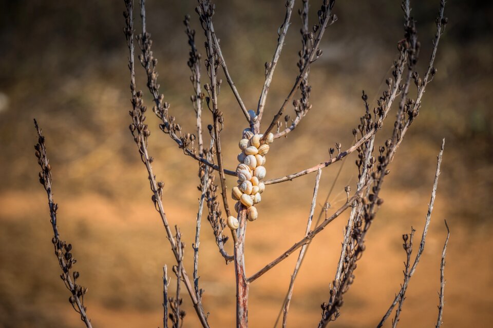 Macro nature background