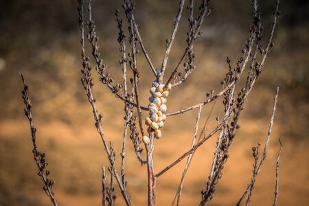 Macro nature background