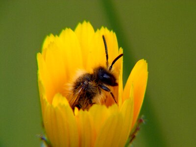 Flower pollen pollination