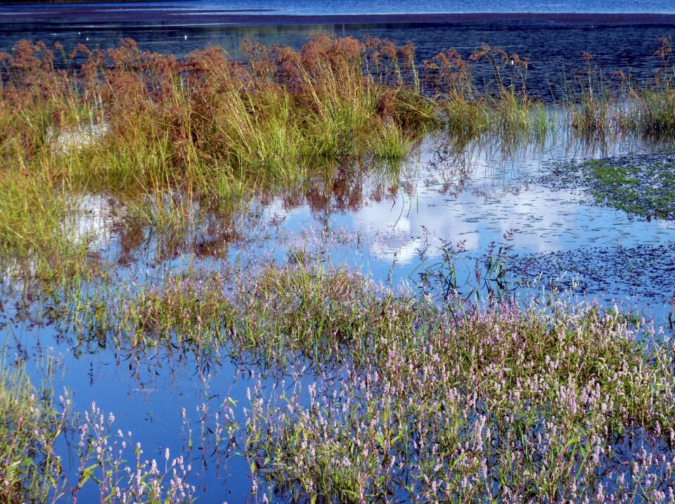 Plant reflection sky