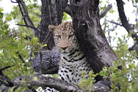 Wildlife leopard botswana