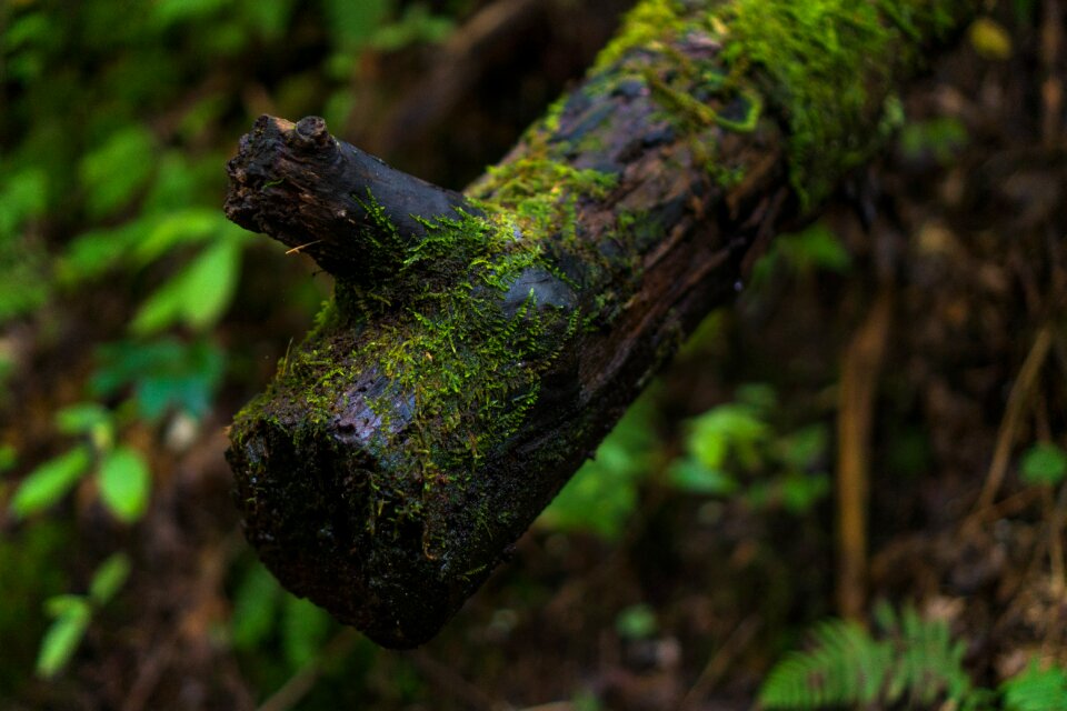 Nature woods outdoors