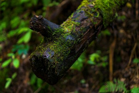 Nature woods outdoors