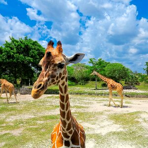 Giraffe head wild animal savanna